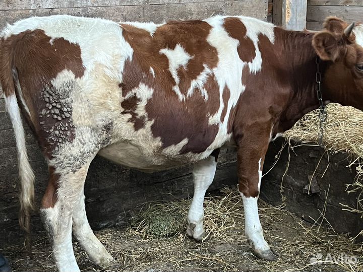 Телка, бычки