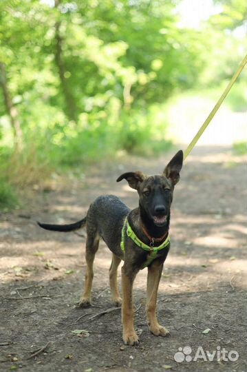 Собака в добрые руки отдам бесплатно
