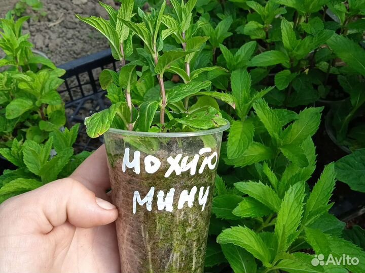 Рассада мяты