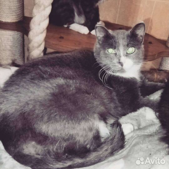 Кошечка Дракоша