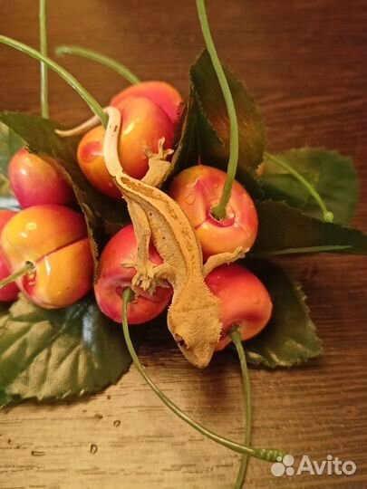 Реснитчатый бананоед