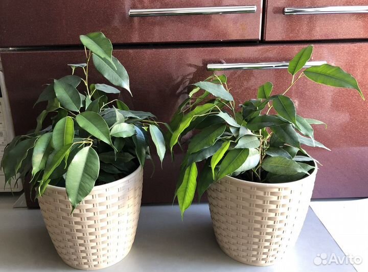 Фикус бенджамина