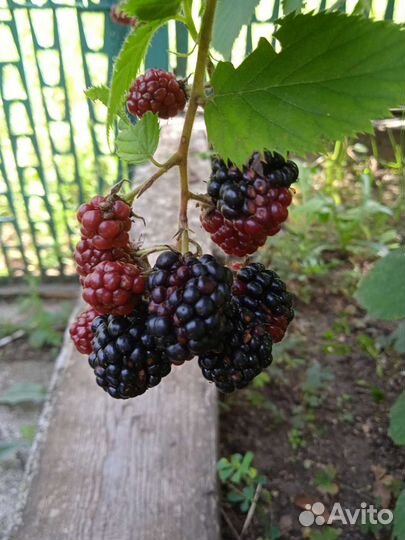 Ежевика ремонтантная, инжир синий, кизил садовый