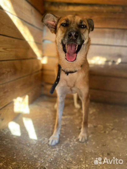 Я Бивис,и я очень хочу свой дом