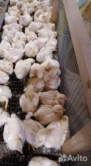 Цыплята бройлера Суточные и подрощенные