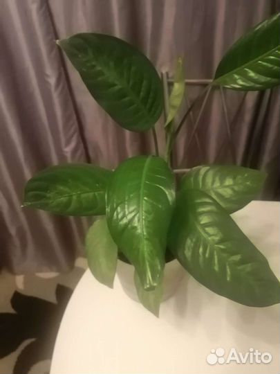 Диффинбахия компакта