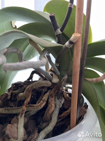 Орхидея фаленопсис