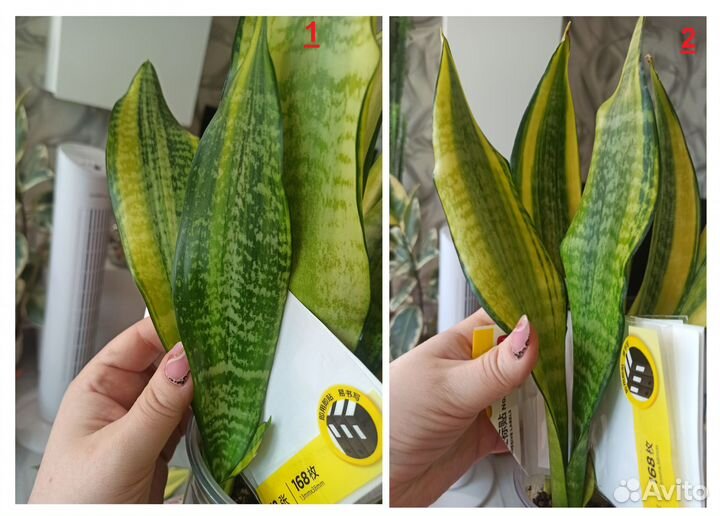 Сансевиерия /Сансевиерии