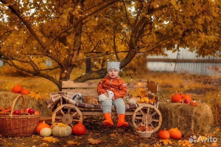 Кролики в аренду белые