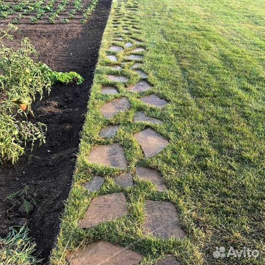 Рулонный газон, посевной газон