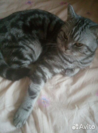 Шотландский кот