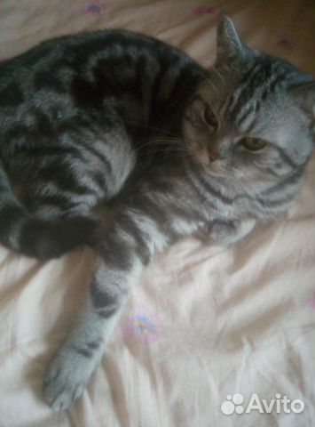 Шотландский кот