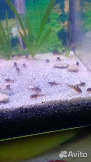 Сомики коридорасы