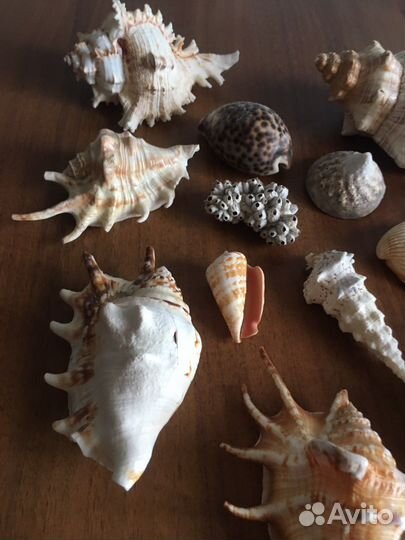 Карала с моря и ракушки
