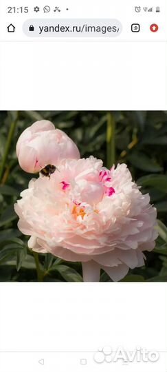 Садовые цветы и растения