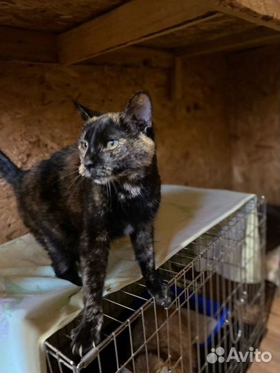 Отдам в добрые руки