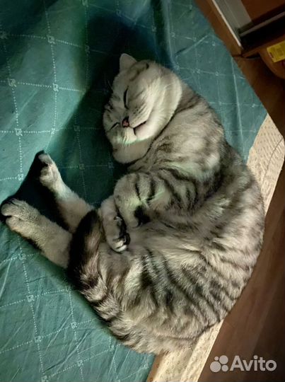 Шотландский кот вязка