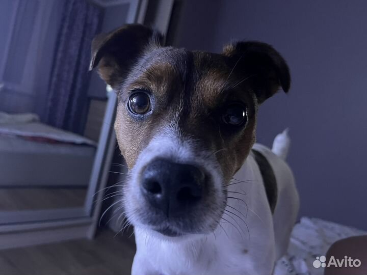 Собаки вязка