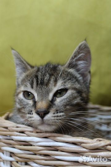 Европейская