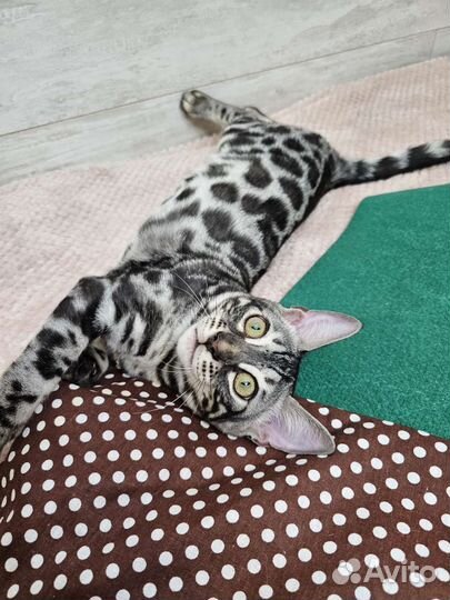 Самый сладкий мальчик бенгальчик