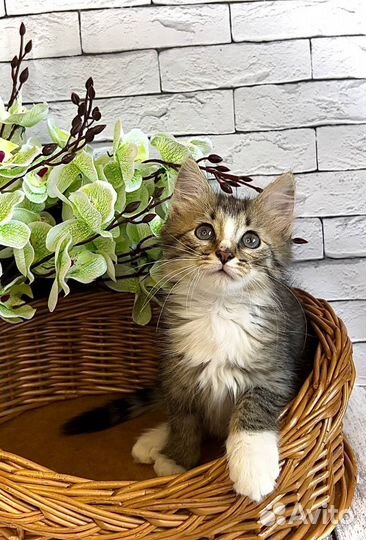 Рея ищет дом