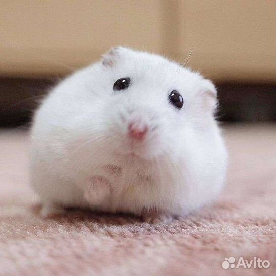 Отдам хомячка
