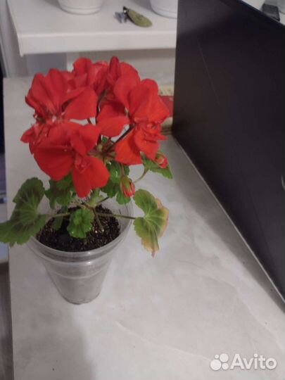 Герань пеларгония