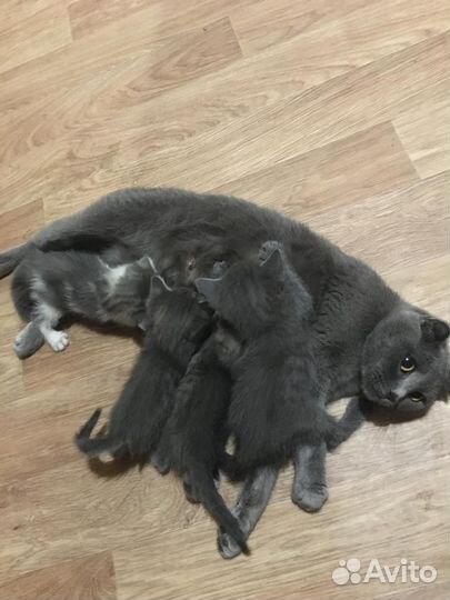 Британские котята