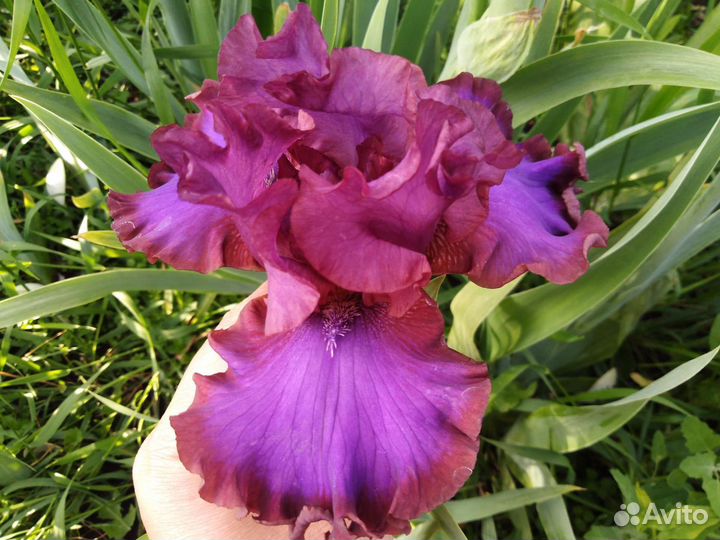 Ирисы бородатые сортовые