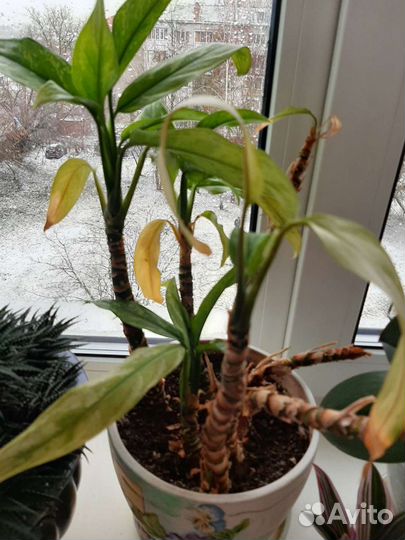 Цветы разные, цветущие