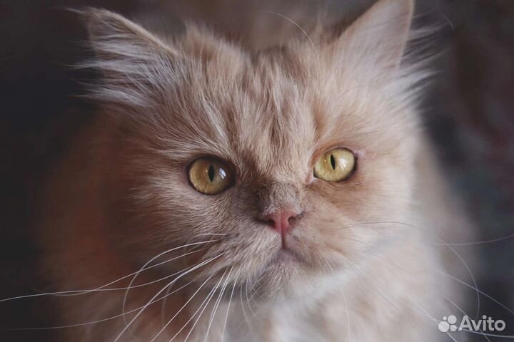 Персидская кошка