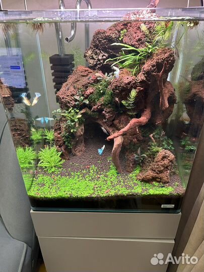 Аквариумные креветки кристаллы, растения