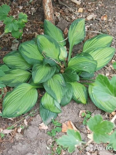 Многолетние растения (молодило, хосты, ирис)