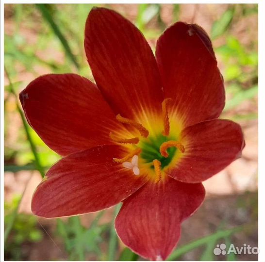 Зефирантес сортовой