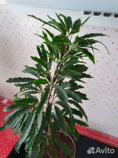 Дизиготека растение комнатное