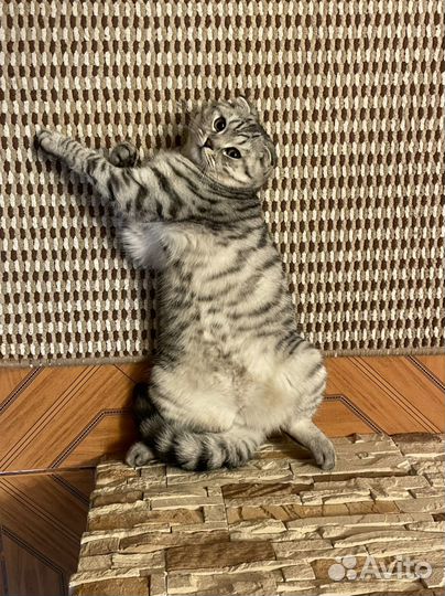 Вязка кошек шотландская вислоухая