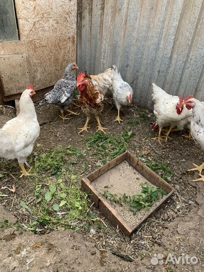 Молодые петухи