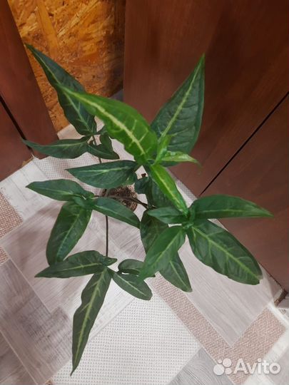 Комнатные цветы сингониум