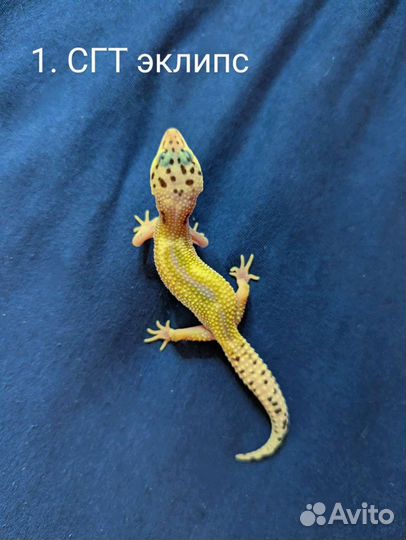 Малыши эублефары разные