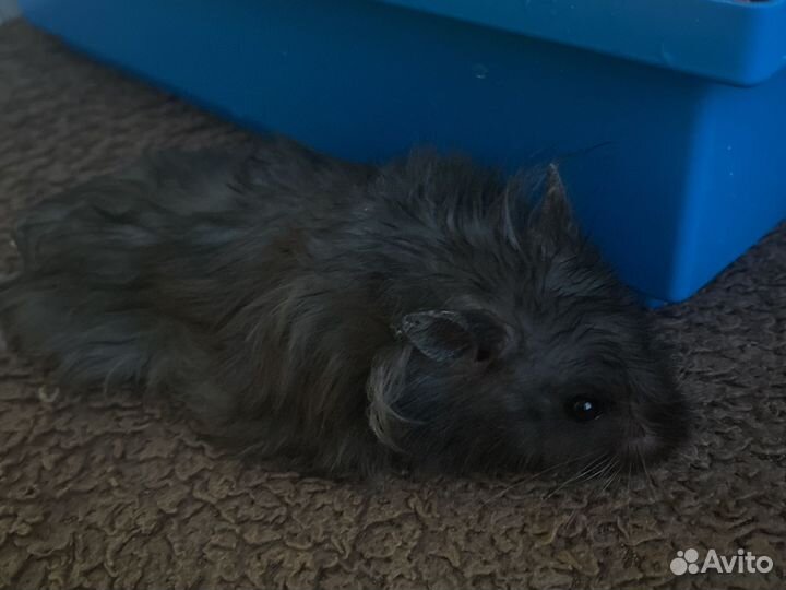 Клетка с хомяками