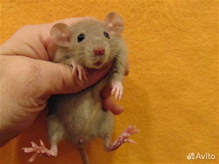 Крысы.крысята дамбо, стандарт от заводчика, клетки
