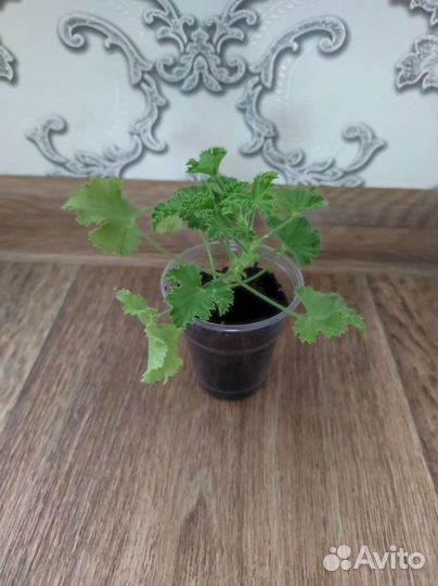 Королевская пеларгония