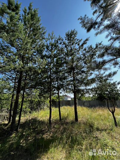 Сосна живая дерево