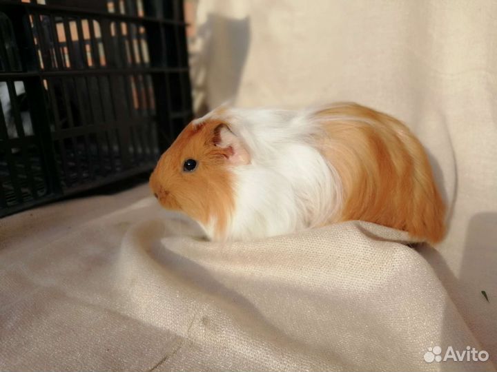 Морские свинки