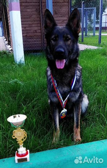 Дрессировка собак норматив ноузворк и выборка