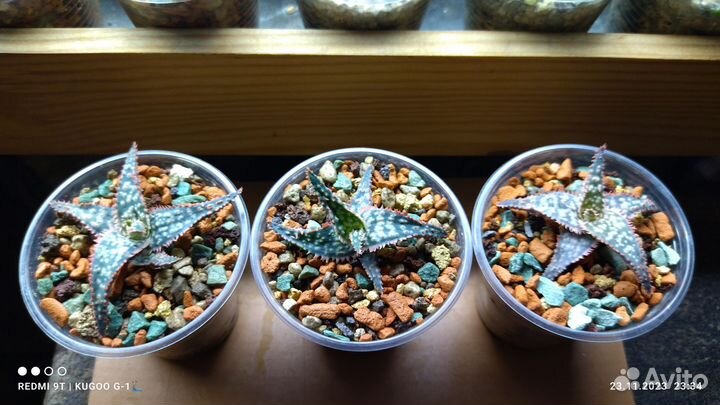 Aloe cv.'Christmas Carol