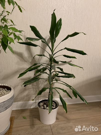 Пеперомия. Драцена. Аихризон. Гиппеаструм