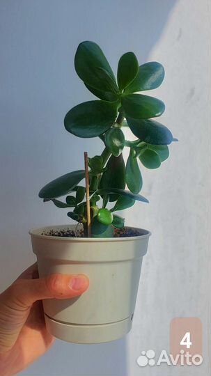 Толстянка. Денежное дерево