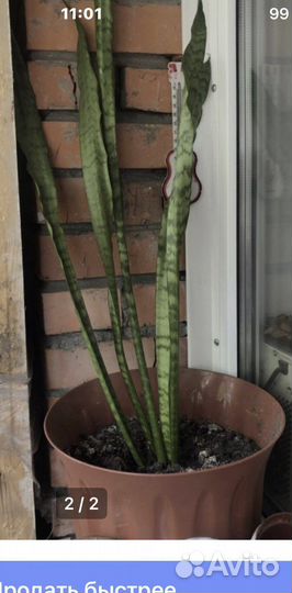 Щучий хвост