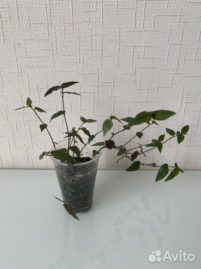 Традесканция Фата Невесты. Мурдания. Каллизия